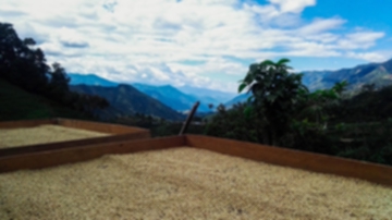 The Difference Between Coffee Mill Processing And On-Farm