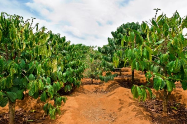 Something About Coffee Growing