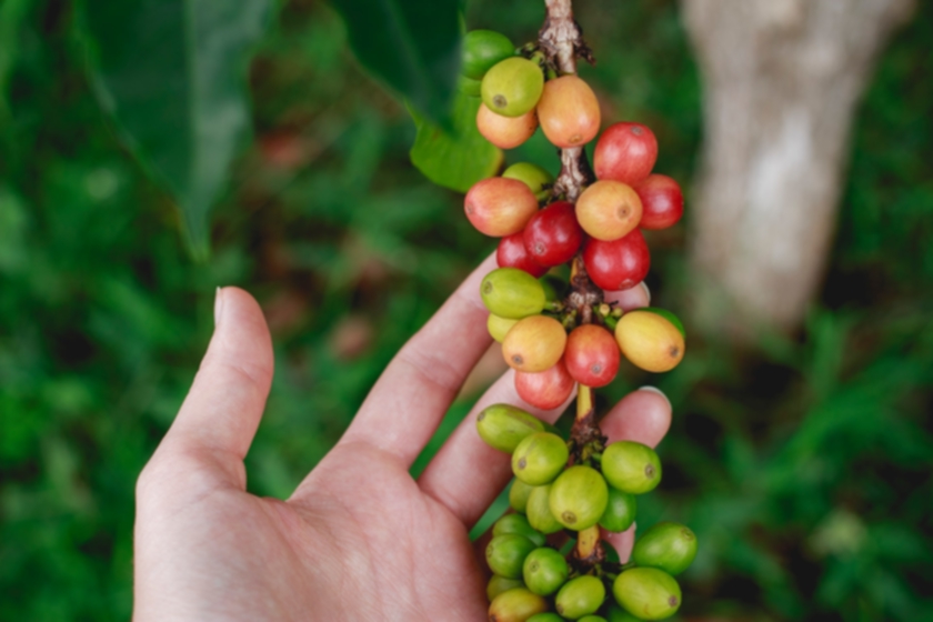 The Pros And Cons Of Organic Coffee