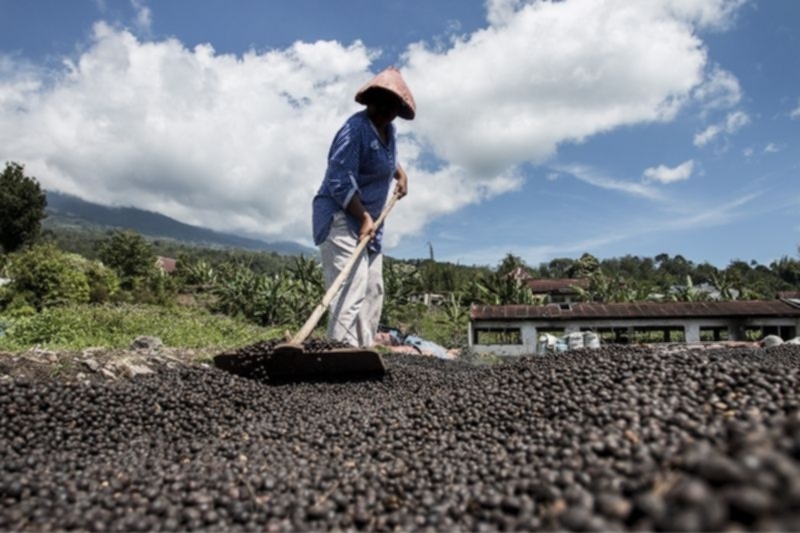 The Rain During Coffee Harvest